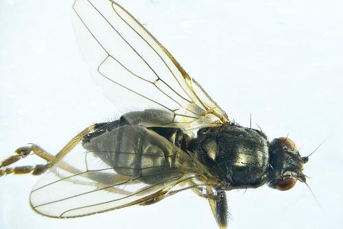 Réf. 282 496 : Copromyzinae inconnu